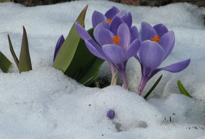 ^^^...Crocus in Snow...^