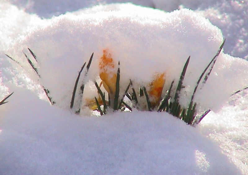 ^^^...Crocus in Snow...^