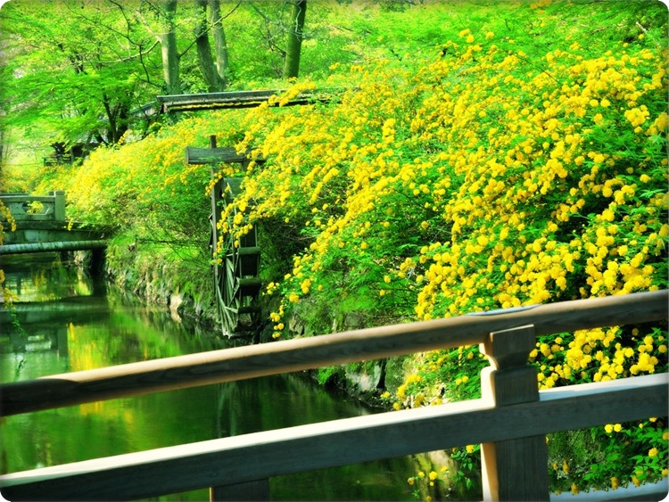 ♥Kyoto : Japan...ดินแดนอาทิตย์อุทัย♥ 
