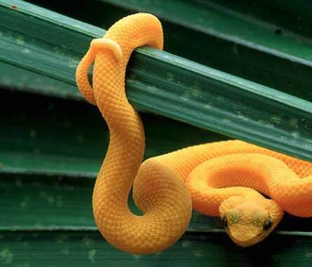 【 .. งูสวยๆ .. 】 