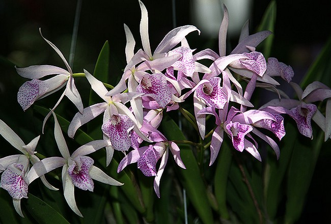 กล้วยไม้ ~ Orchid