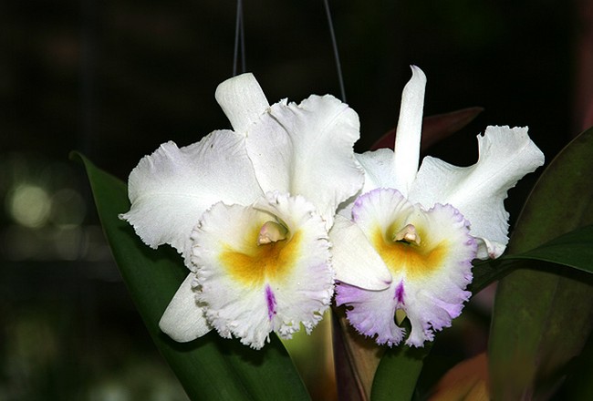 กล้วยไม้ ~ Orchid