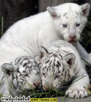 น่ารักเฉพาะตอนนี้เท่านั้น 2 (White Tiger)