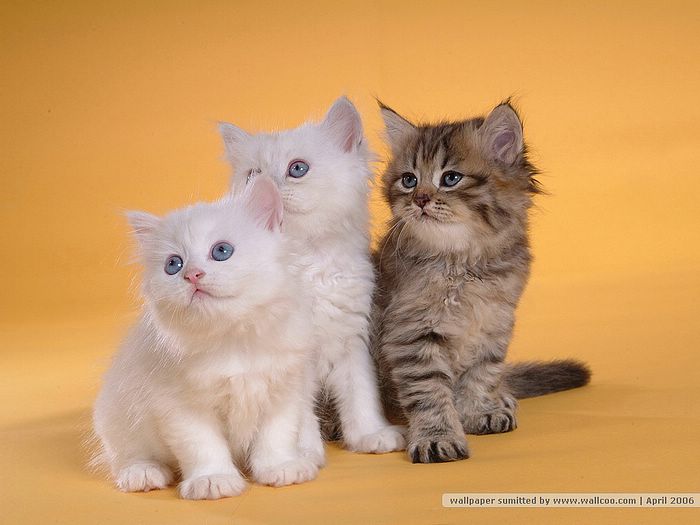 Persian Cats %