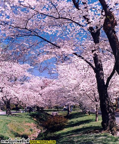 Cherry Blossoms