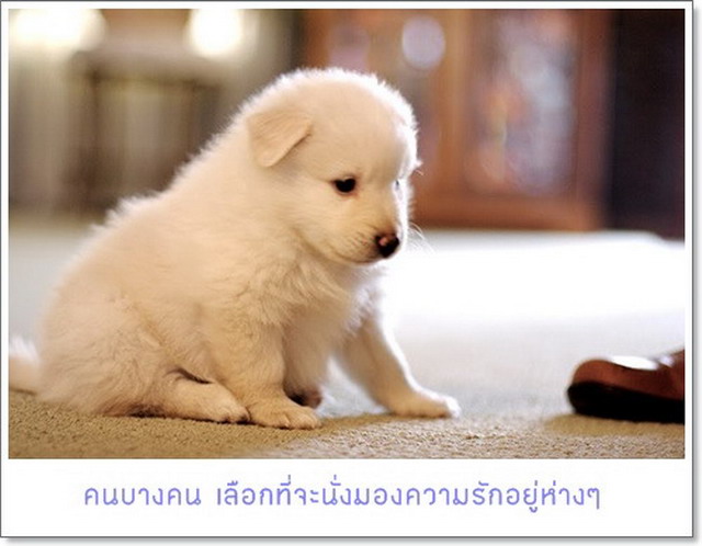 มุมมองของความรัก...by (ยายขิง)