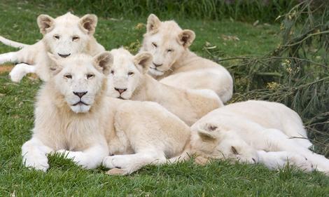 White Lion