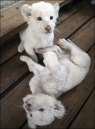 White Lion