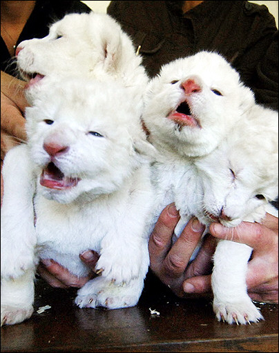 White Lion