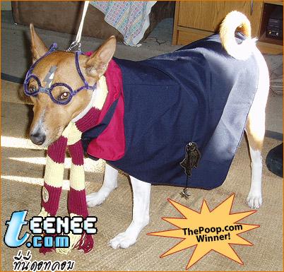 Halloween Costumes 3 *Pet*