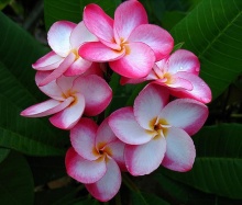 ดอกลีลาวดี 3 (Plumeria)