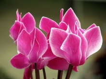 ดอกไซคลาเมน (Cyclamen) # 1