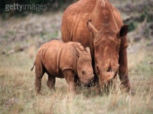 * ~ + Mother Love of the Animals + ~ *