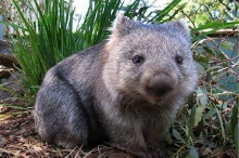 วอมแบท (Wombat) สัตว์เลี้ยงลูกด้วยนมสุดน่ารัก