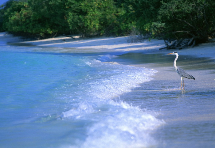 @..Maldives  