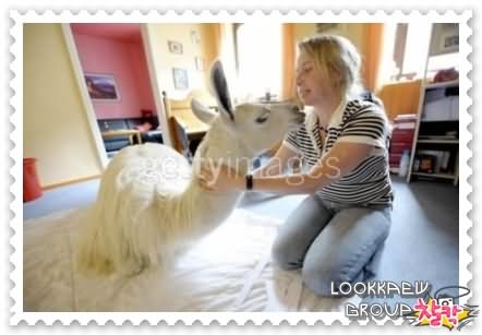 ๏~* Sock ~ The Pet Lama *~๏