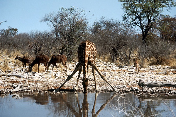 Etosha National Park in Namibia