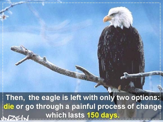 Lesson from Life of EAGLE
