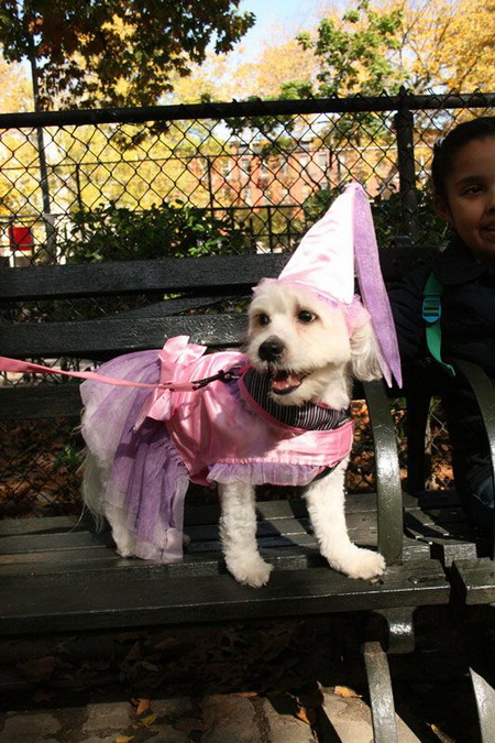 Creative Halloween dog costumes (3) 