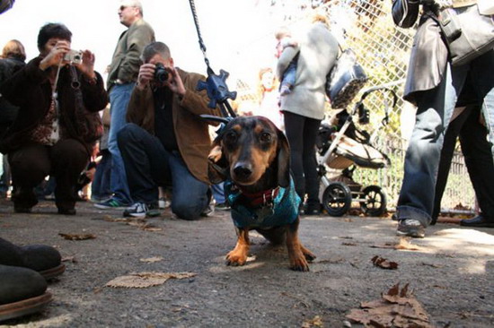 Creative Halloween dog costumes (3) 