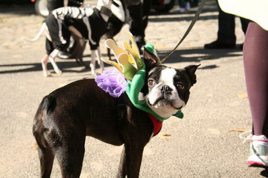 Creative Halloween dog costumes (3) 