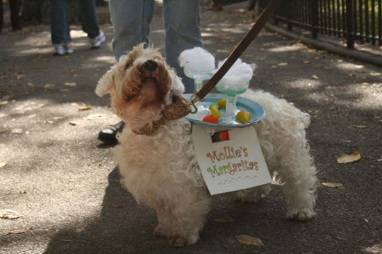 Creative Halloween dog costumes (3) 