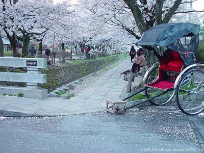 Sakura Festival In Japan