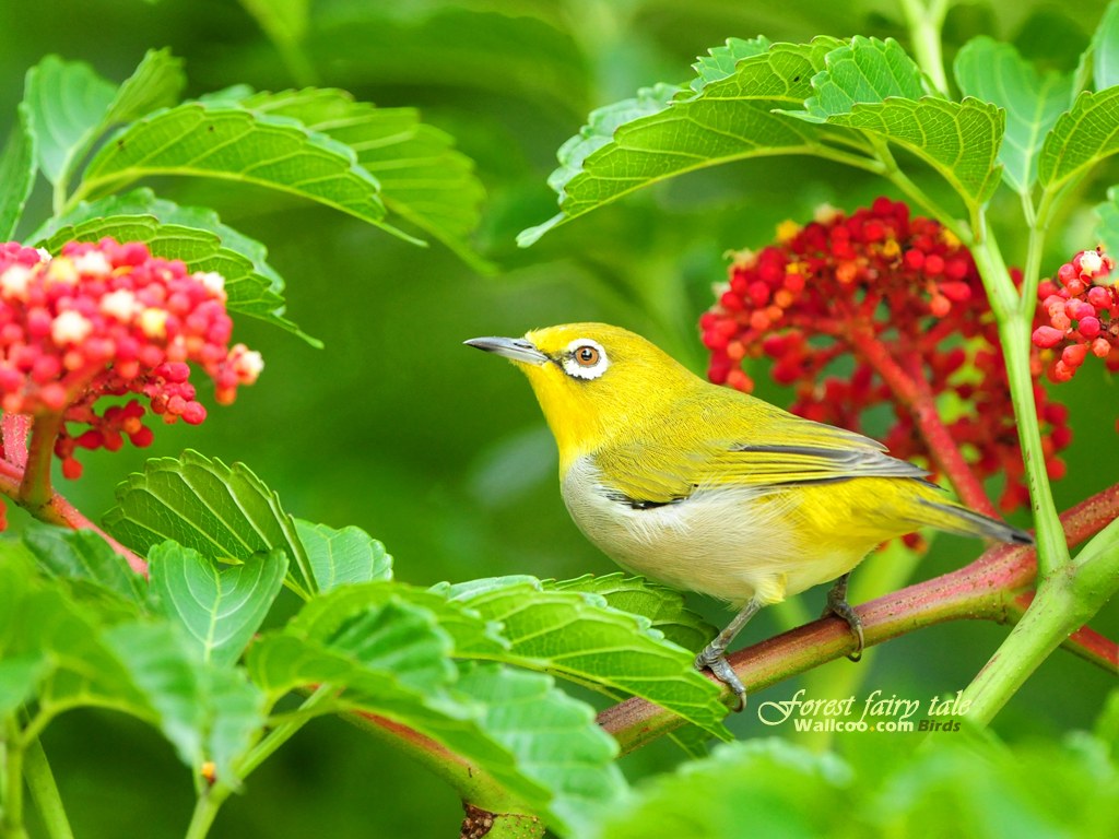 Wallpapers สวย Little Bird