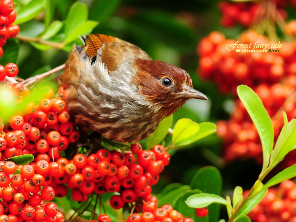 Wallpapers สวย Little Bird