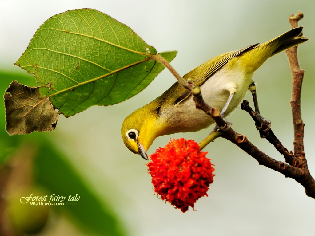 Wallpapers สวย Little Bird