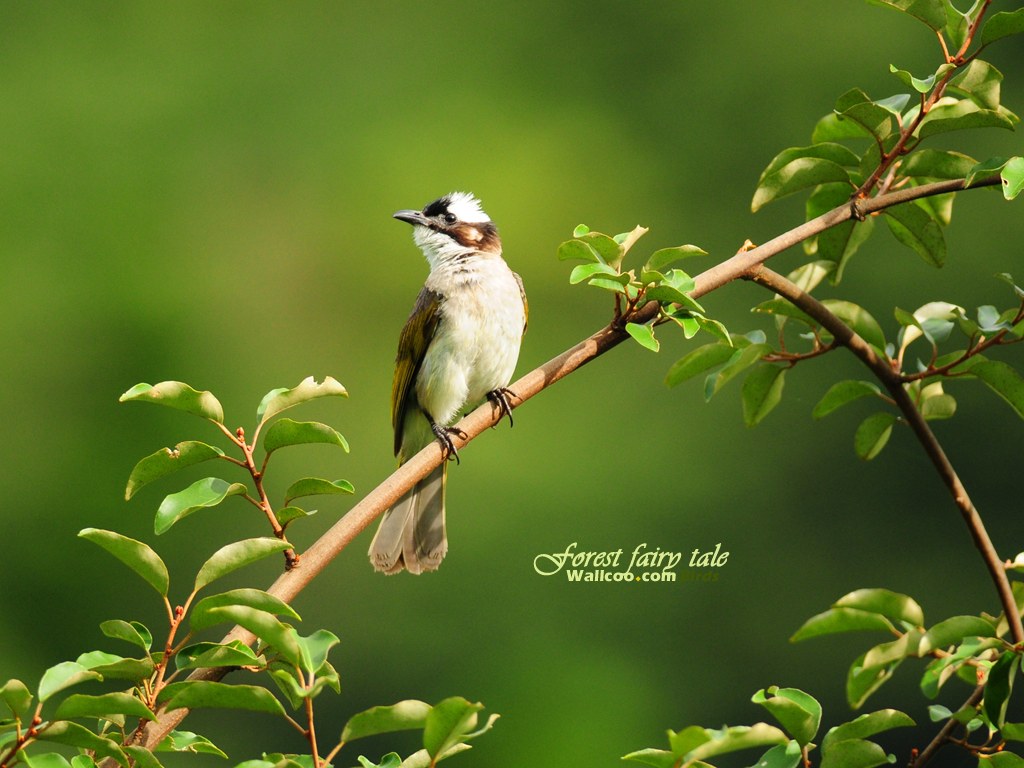 Wallpapers สวย Little Bird