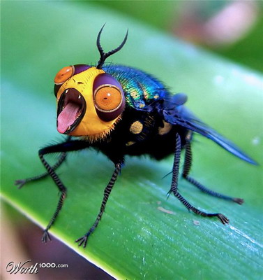 แมลง..น่ากลัวเน๊อะ  ( 2 )