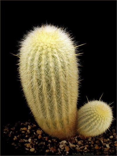 เสน่ห์ความงามของ cactus พันธุ์ต่างๆ