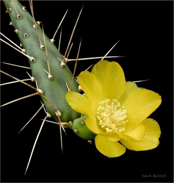 เสน่ห์ความงามของ cactus พันธุ์ต่างๆ