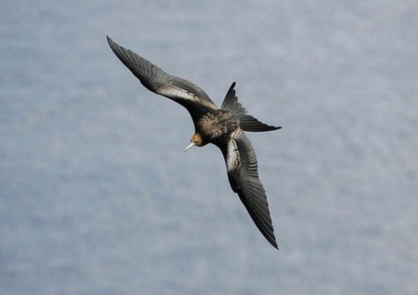 ประกวดถ่ายภาพนกที่หายากที่สุดของโลก...จากหนังสือ The World s Rarest Birds