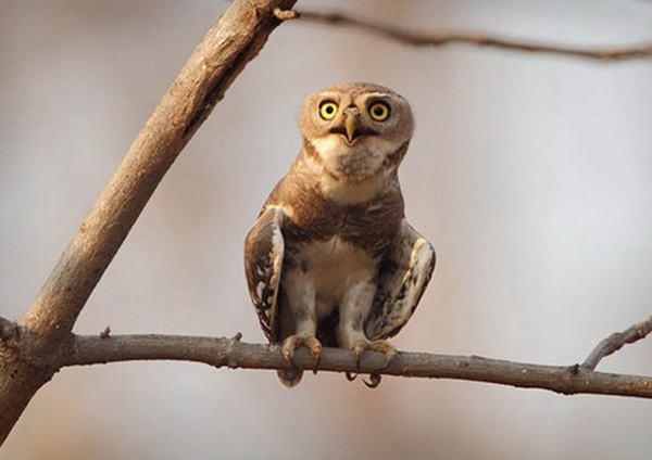 ประกวดถ่ายภาพนกที่หายากที่สุดของโลก...จากหนังสือ The World s Rarest Birds