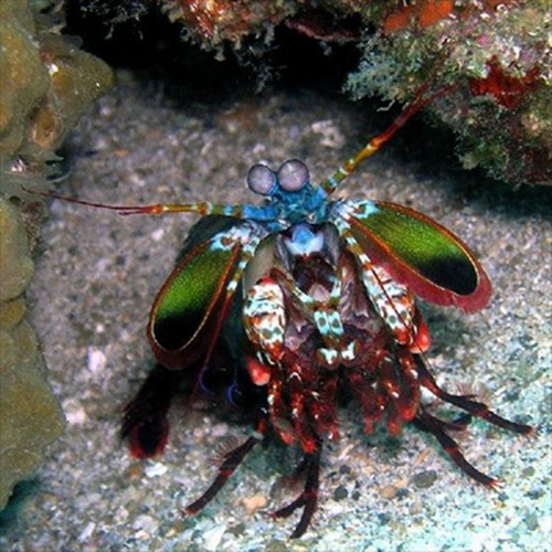 กุ้งสีสันสดใส สวยที่สุดในโลก