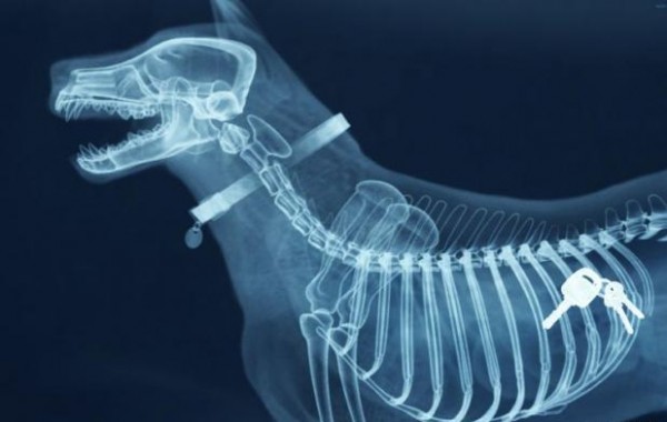 ภาพ X-Rays วัตถุประหลาดในร่างกายมนุษย์