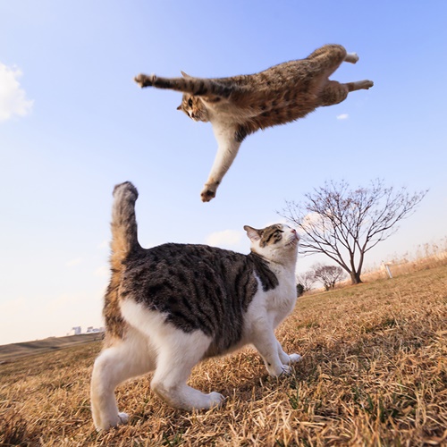 ภาพฮาๆ เมื่อแมวกระโดด 