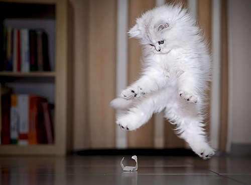 ภาพฮาๆ เมื่อแมวกระโดด 