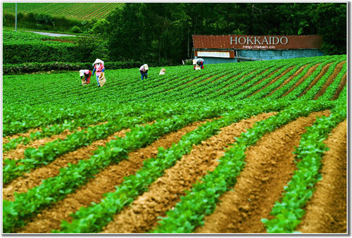 ดอกไม้บานที่ Hokkido 