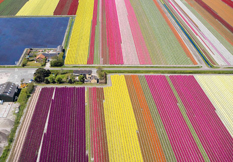 Colourful Landscape ~ Tulip Farm