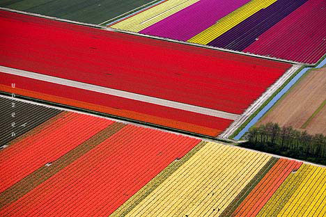 Colourful Landscape ~ Tulip Farm