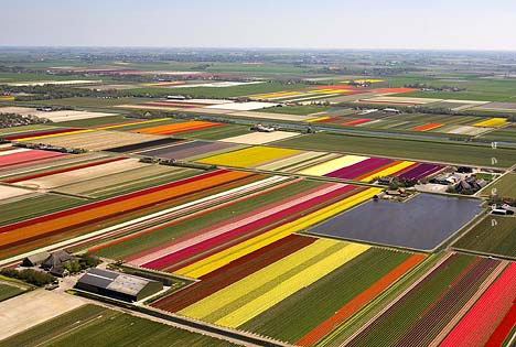 Colourful Landscape ~ Tulip Farm