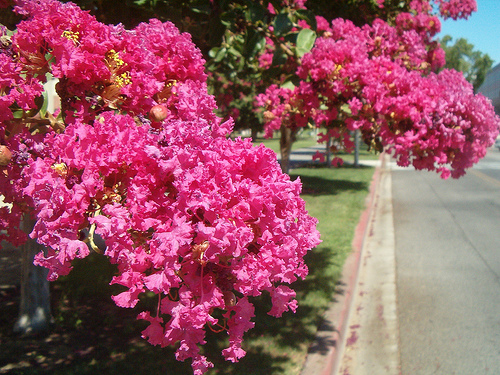 อินทนิลน้ำ (Crape Myrtle)