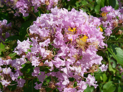 อินทนิลน้ำ (Crape Myrtle)