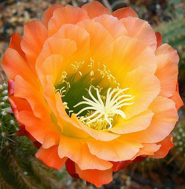 cactus flower # 1