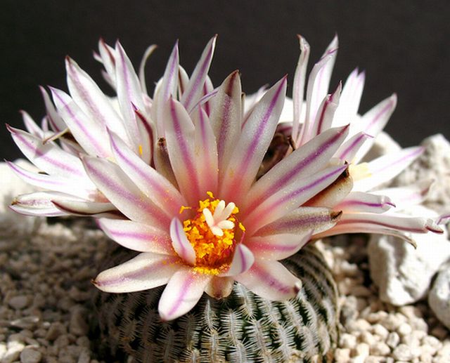 cactus flower # 1