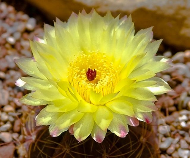 cactus flower # 1