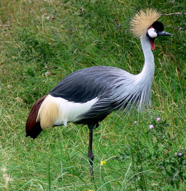 Grey-Crowned Crane